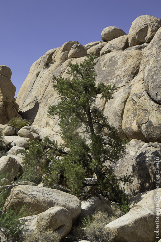 Joshua Tree National Park